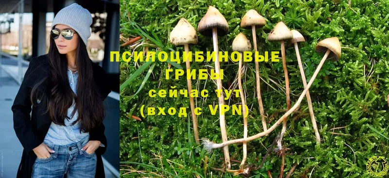 Галлюциногенные грибы Cubensis  что такое   Рыбное 